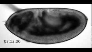 Drosophila embryogenesis from fertilization to larva hatching [upl. by Shumway329]