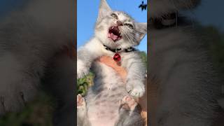 Funny Cat Laugh Acumalaka😂😂 kucinglucu kucing kitten funnycats [upl. by Akcinahs]