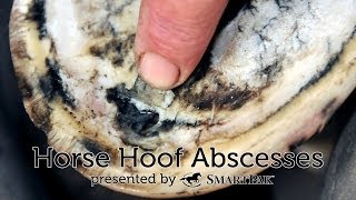 Horse Hoof Abscesses [upl. by Elleirol]