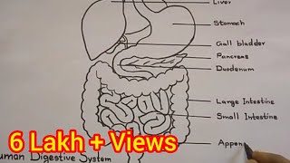 How to draw Digestive System  Human Anatomy drawing [upl. by Yoreel]