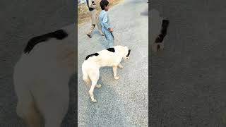 Staggering gait in Georgian Shepherd Dog 🐕 suspected for blood parasite dog doglover dogshorts [upl. by Schatz273]