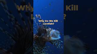 Why Do We Kill Lionfish [upl. by Johan]