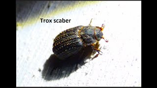 Trox scaber by Theo [upl. by Eelaras]