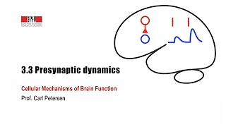 33 Presynaptic dynamics [upl. by Torrence]