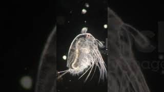 Daphnia  water flea belongs to Phylum Arthropoda [upl. by Petr]