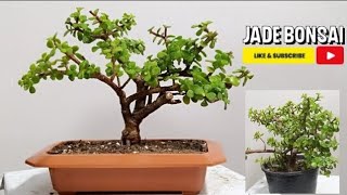 portulacaria afra plant convert to bonsai [upl. by Kilar]