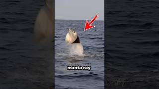 why manta rays jump out of the water viralshorts factvideo [upl. by Llennej108]