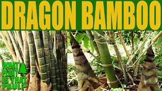 Dragon Bamboo  Dendrocalamus giganteus  One of the worlds tallest Bamboo [upl. by Isyak41]