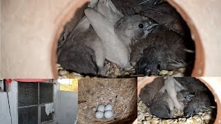 Finches colony breeding progress [upl. by Blackburn]