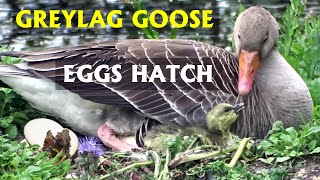 Greylag goose eggs hatch Six goslings PART 24 [upl. by Urania]