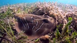 Aldinga Reef Freedive  Ep 170 [upl. by Atila991]