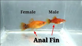 How To Identify Male And Female Platy Fish [upl. by Jaye891]