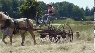 Heuwenden mit Haflinger Amigo [upl. by Lyns167]