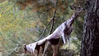 How to skin a deer with a golf ball [upl. by Philbo]