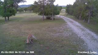 BRUTAL Blackbuck Attacks Fawn Spoiler Alert Happy Ending Ranch Road 337 Bandera County TX [upl. by Aihsyn]