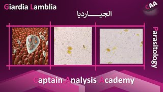 E8Giardia lamblia الجيارديا وليه هى اكثر البروتوزوا التى تسبب الاسهال [upl. by Oraneg]