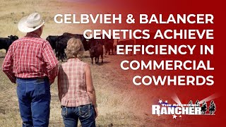 Gelbvieh amp Balancer Genetics Achieve Efficiency in Commercial Cowherds  The American Rancher [upl. by Ahseia]