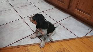 Precious baby BLUETICK COONHOUND PUPPY DOG at 4 weeks [upl. by Ainessej793]