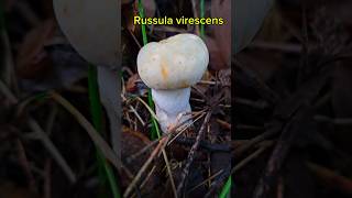 Russula virescens ดอกสวยมาก [upl. by Llehsam]