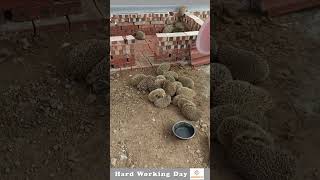 Hard Working Day 150 Artificially Breeding Hedgehog [upl. by Ahtiek]