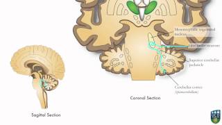 AXON Trigeminocerebellar Pathway Unconscious Proprioception from Face 9 of9 [upl. by Akemet]