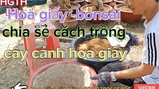 Hoa giâybonsaichia sẻ cách vô chậu trồng cho cây cảnh gốc phôi hoa giắy [upl. by Neiv]