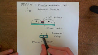 Cell Adhesion Molecules Part 3 [upl. by Dorie]