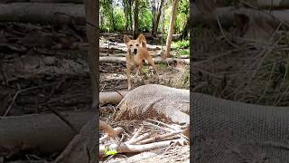 කොහොමද🔥මෙයාගේ පිඹිල්ල 😱😍🥶☠️ iguana attack photography dog [upl. by Lienet]