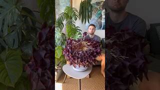 This year my oxalistriangularis has gone dormant for the first time in 4 years Video from 2022 [upl. by Egamlat463]