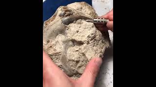 Quick Fossil Preparation  Sabretooth Cat Hoplophoneus Part 1 shorts [upl. by Akenor518]