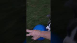 Energetic Puppy Plays With Ball in Backyard  1515975 [upl. by Oiciruam]