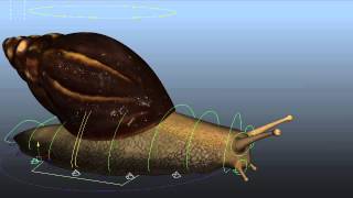 The snail Breakdowns  3D Animated shot [upl. by Maude]