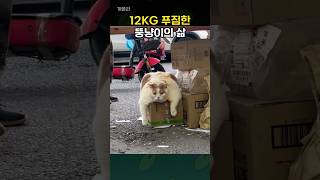 12KG 푸짐한 뚱냥이의 삶 [upl. by Eelanej547]