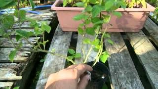 how to grow Salvia elegans パイナップルセージの育て方 [upl. by Gans]