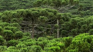 Araucária pesquisa científica e conservação [upl. by Fulmis]