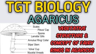 TGT biologyagaricus vegetative structure [upl. by Marleah]