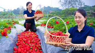 How to harvest Strawberry amp Go to the market sell  Harvesting and Cooking  Daily Life [upl. by Etnaid]