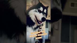 Meet my Alaskan Malamute puppy her name is Charlighe husky alaskanmalamute [upl. by Atinnod]