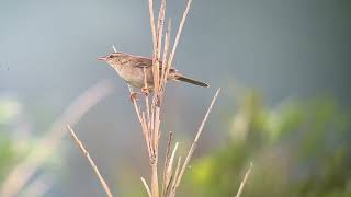 Pleskes Grasshopper Warbler MiyakeJima Japan June 2024 [upl. by Schulze616]