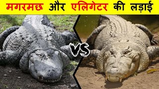 ALLIGATOR VS CROCODILE में क्या अंतर है  ALLIGATOR VS CROCODILE में कौन जीतेगा [upl. by Middlesworth400]