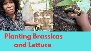 How to Grow Brassicas and Lettuce [upl. by Amandie]