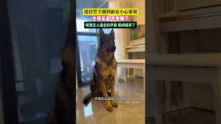 退役警犬剛到新家，小心翼翼坐得筆直 不敢躺下，聽到主人溫柔的聲音 瞬間就笑了 [upl. by Erolyat737]