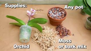 How to Repot an Orchid [upl. by Nanete808]