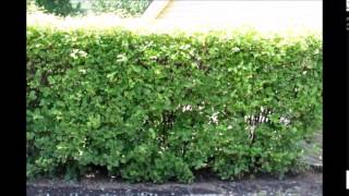 Viburnum Hedges Tips on PLanting a Hedge [upl. by Armin]