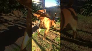 Boerboel’s VS Pigeons shortsfeed shortsbeta boerboel [upl. by Ataga]