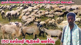 150 செம்மறி ஆடுகள் வளர்ப்பு  Semmari aadu valarpu  Sheep farming  Goats for sale  Tamilnadu Pets [upl. by Aikenat551]