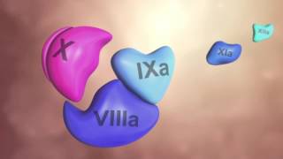 Coagulation Cascade Animation  Physiology of Hemostasis [upl. by Atilrac]