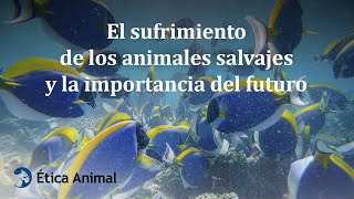 El sufrimiento de los animales salvajes y la importancia del futuro [upl. by Urdna670]