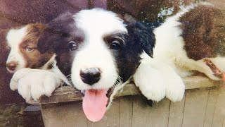 BORDER COLLIE PUPPIES ONLY 6 WEEKS OLD [upl. by Eigroeg]