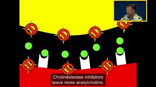 Acetylcholinesterase and Cholinesterase Inhibitors [upl. by Riehl]